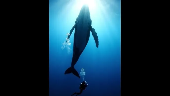 时间停止的校舍 - 深蓝星球：探索海洋深处的未知世界